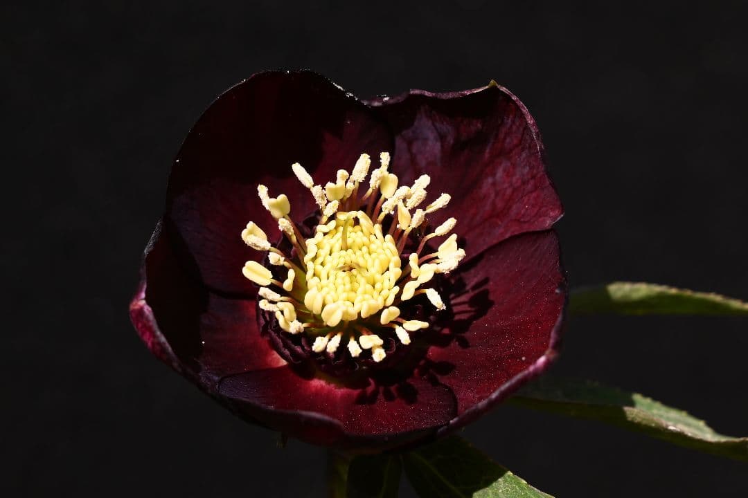 クリスマスローズ　最新花！sdキラメキ✩チョコレート　加藤農園