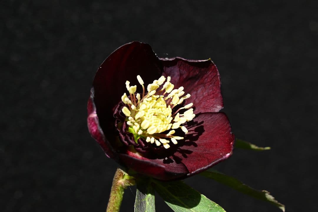 クリスマスローズ　最新花！sdキラメキ✩チョコレート　加藤農園