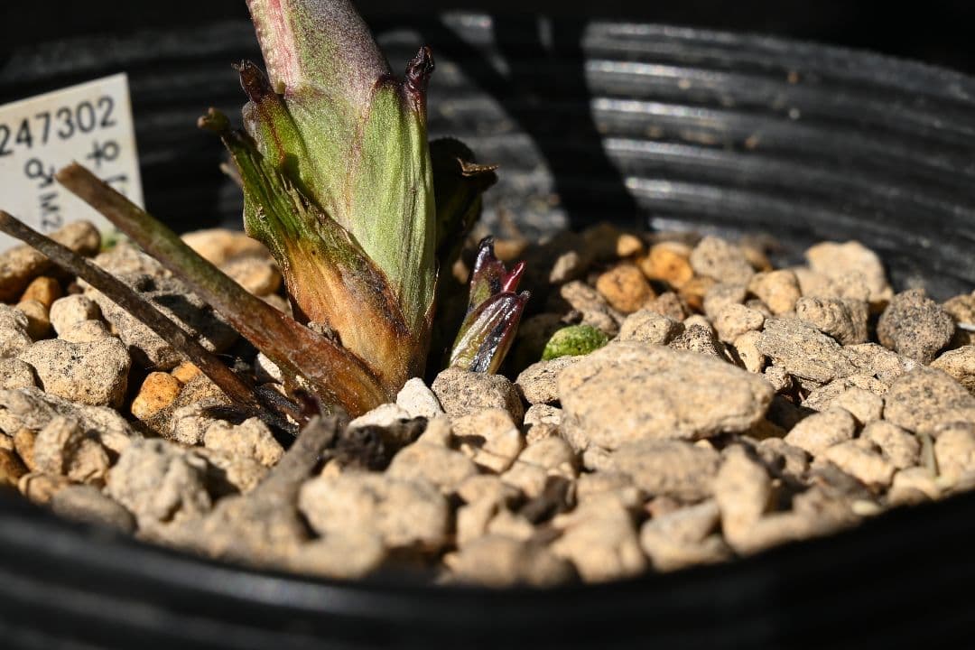 クリスマスローズ　最新花！sdキラメキ✩チョコレート　加藤農園