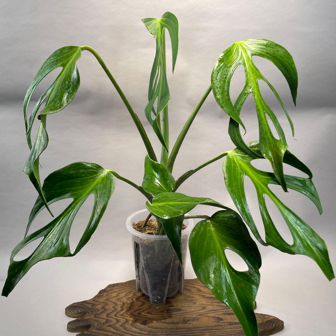 a 42 モンステラ バールマルクスフレーム