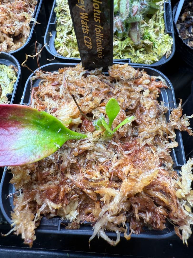 その他観葉植物 Cephalotus follicularis Dudley Watts CZP