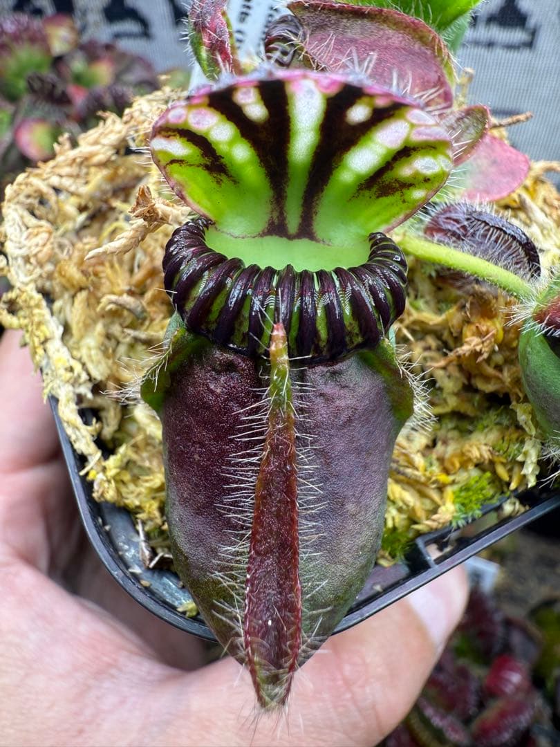 その他観葉植物 Cephalotus follicularis Dudley Watts CZP
