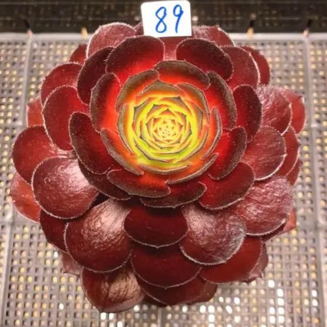 89 #多肉植物アエオニウム錦❤️❤️1大頭16cm拔き苗