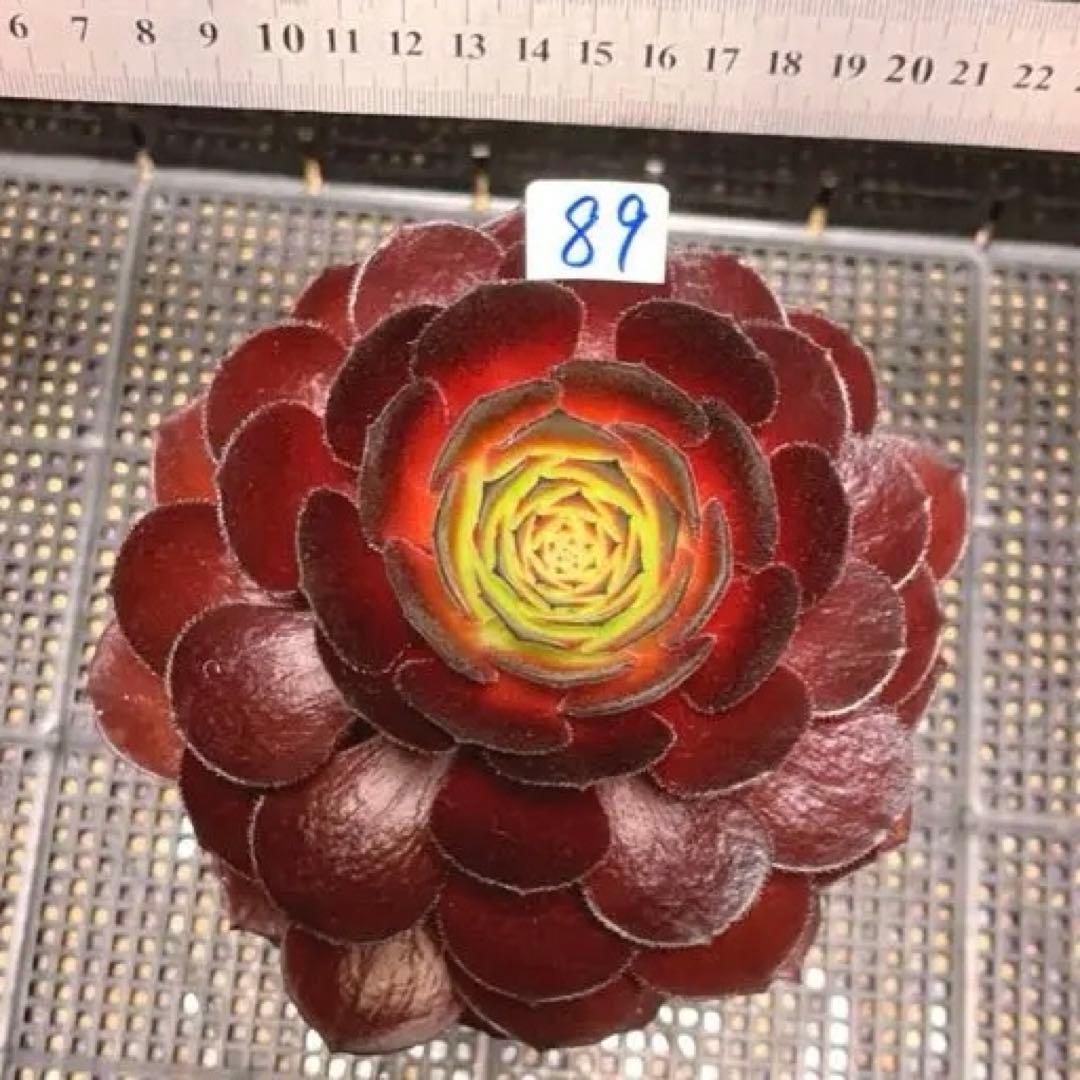 89 #多肉植物アエオニウム錦❤️❤️1大頭16cm拔き苗