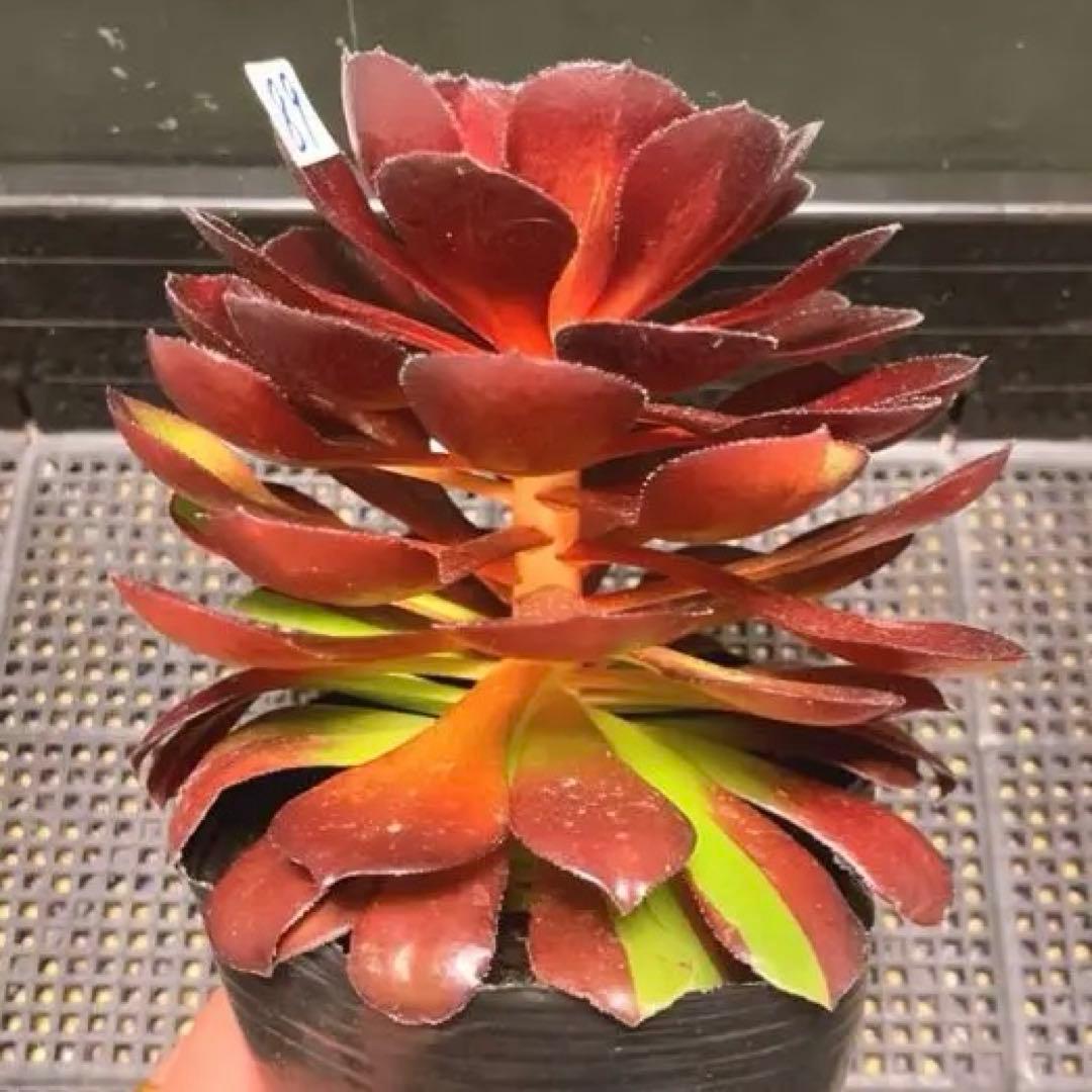 89 #多肉植物アエオニウム錦❤️❤️1大頭16cm拔き苗