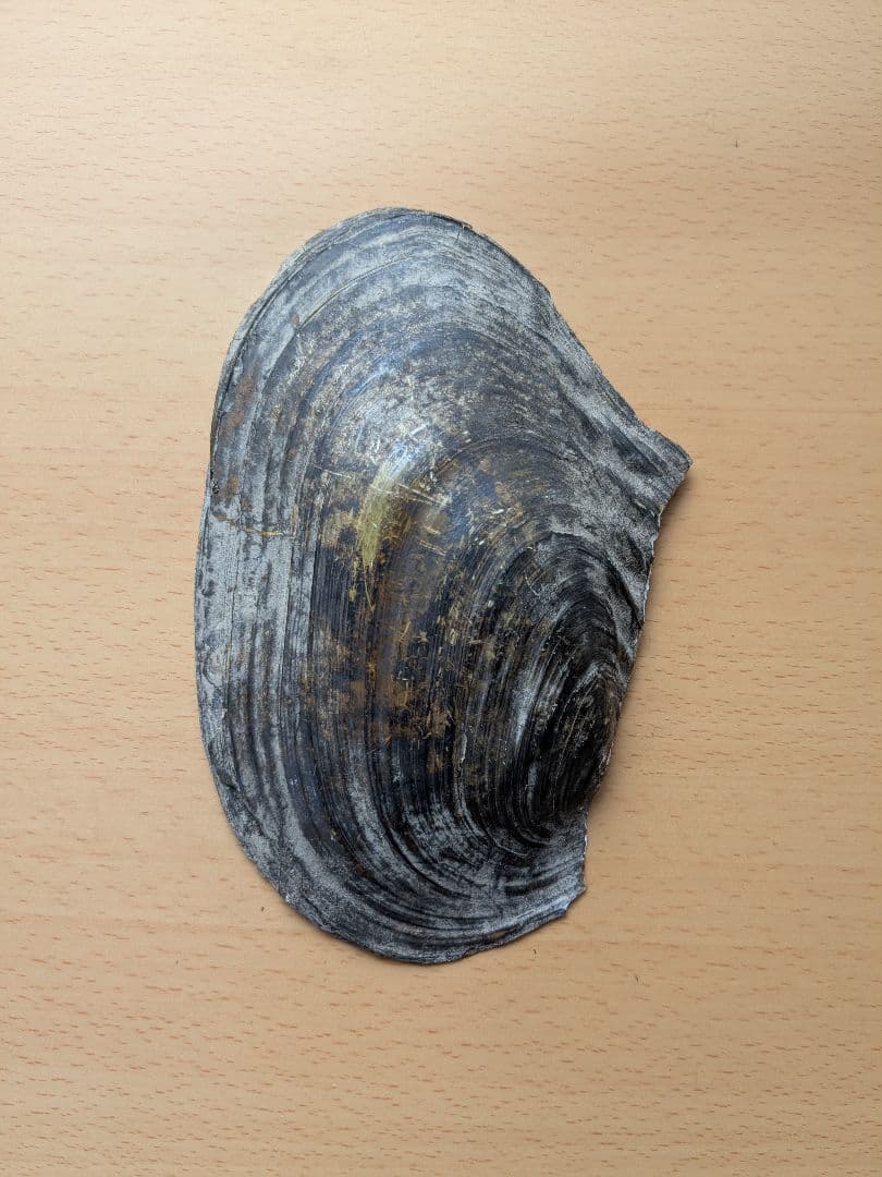 仏像真珠／淡水パール母貝 no.103