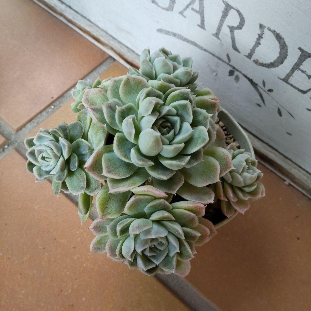 ぐるっと子株付き❇️名無しさん多肉❇️抜き苗 6頭