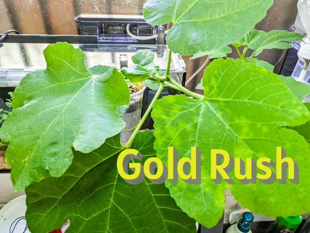 イチジク小苗　Gold Rush ㊿