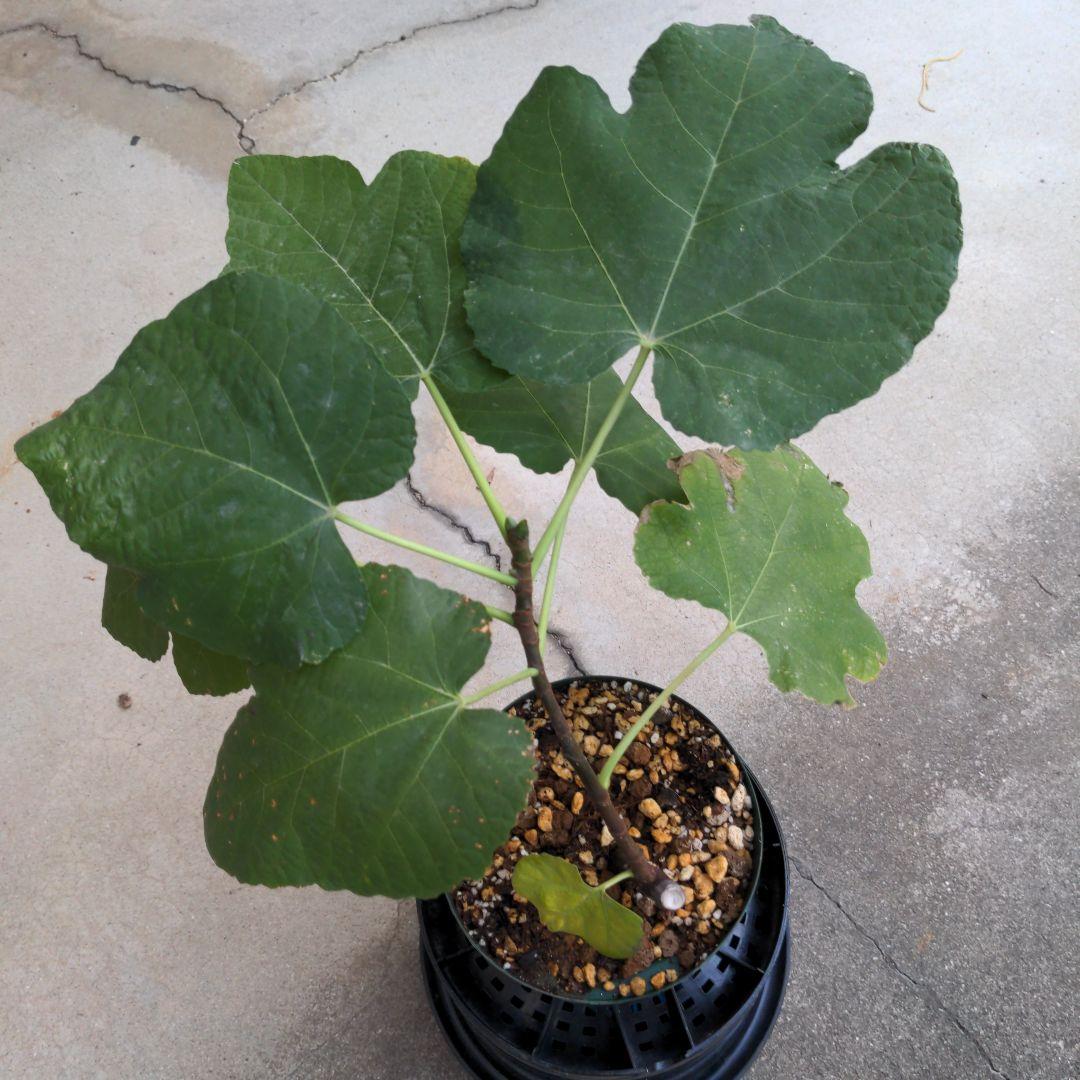 イチジク小苗　Gold Rush ㊿