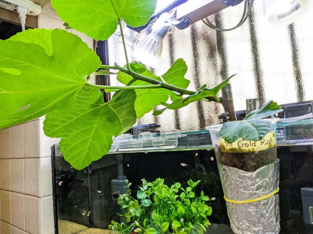 イチジク小苗　Gold Rush ㊿