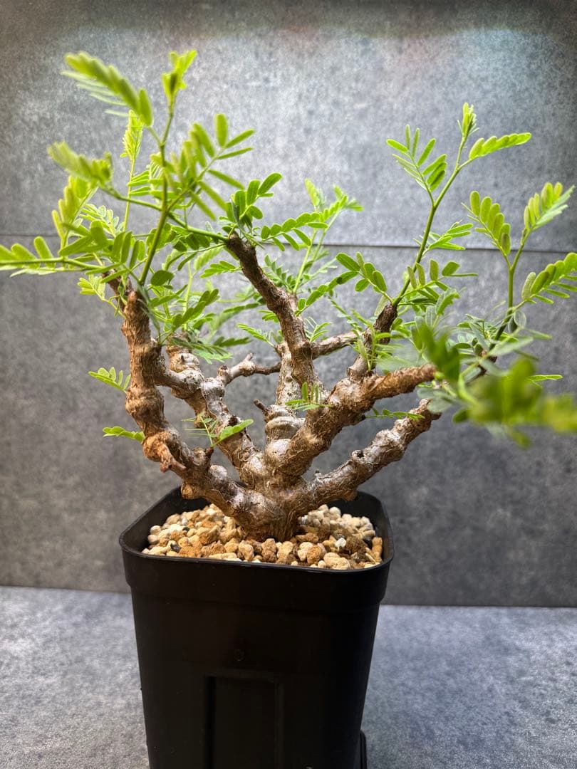 センナ　メリディオナリス　海外実生　発根済み　427