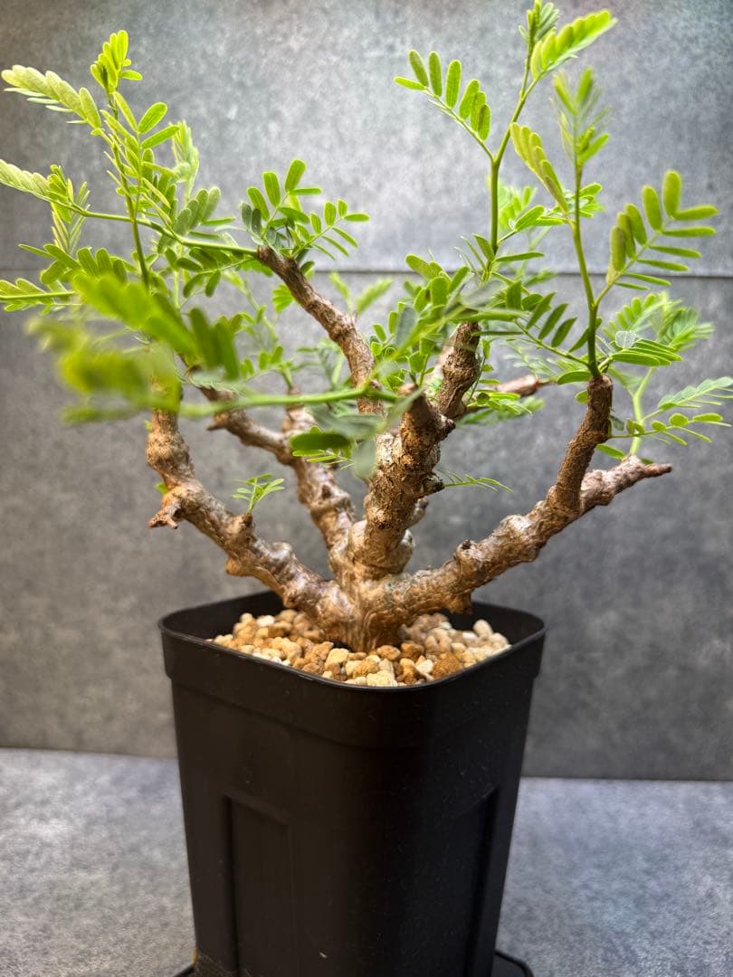 センナ　メリディオナリス　海外実生　発根済み　427