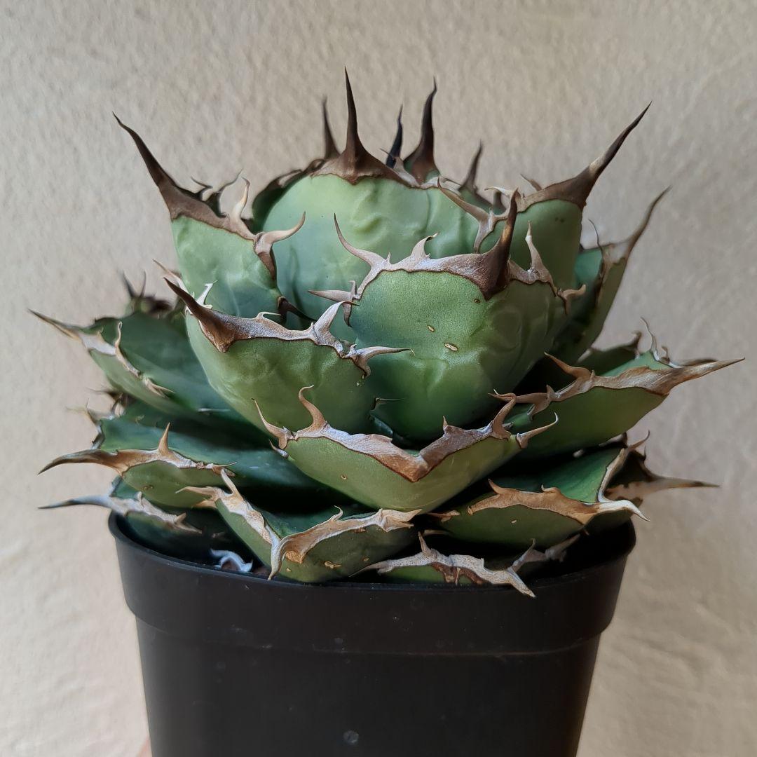 チタノタ　ペルシアンドワーフ　イラン株