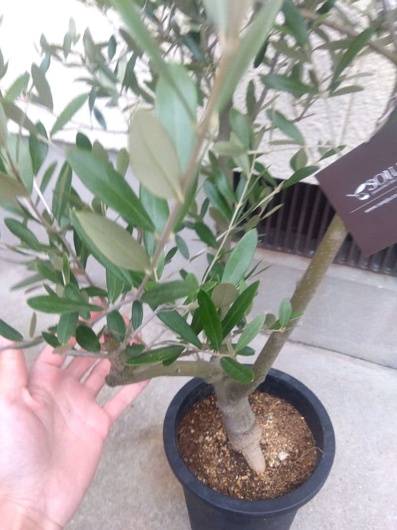 オリーブ　創樹　souju　ミッション　7号鉢つき 幹太❗　④