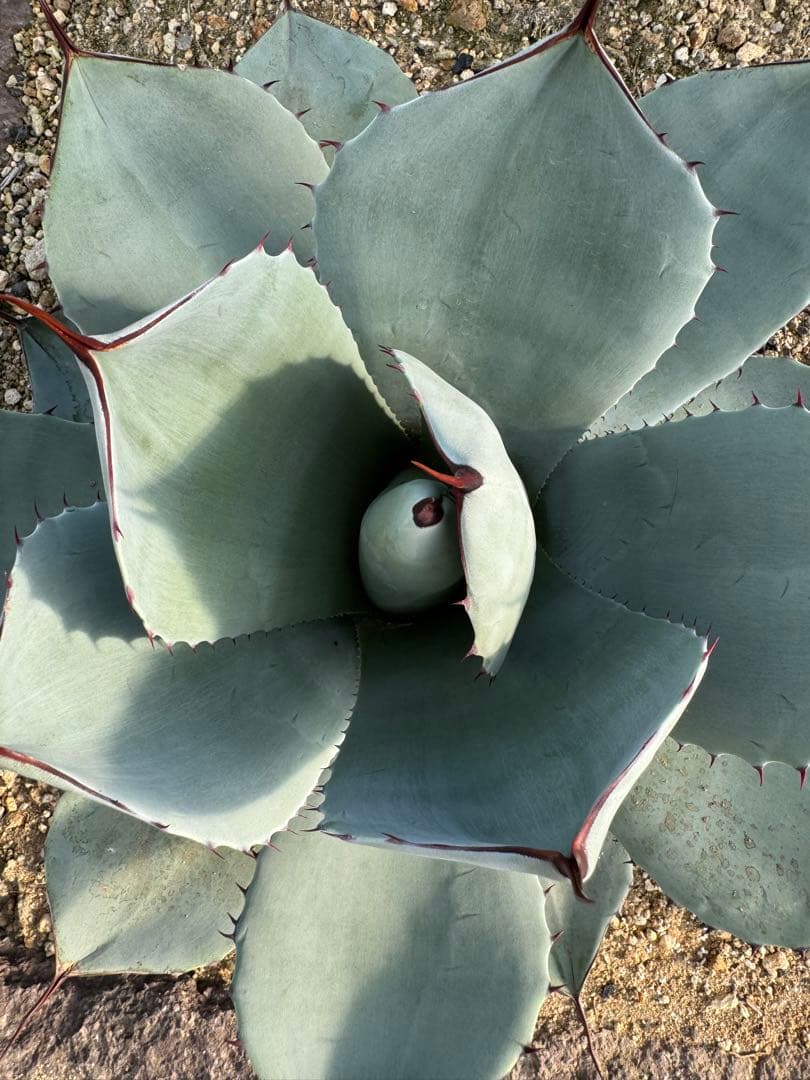 Agave parryi var. truncata （フレキシスピナ）213