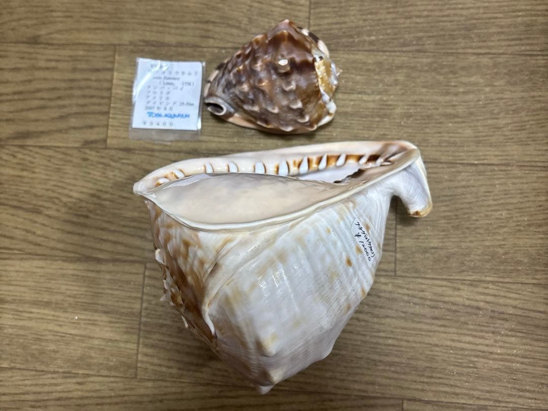 Meyo 7175　　貝殻10点