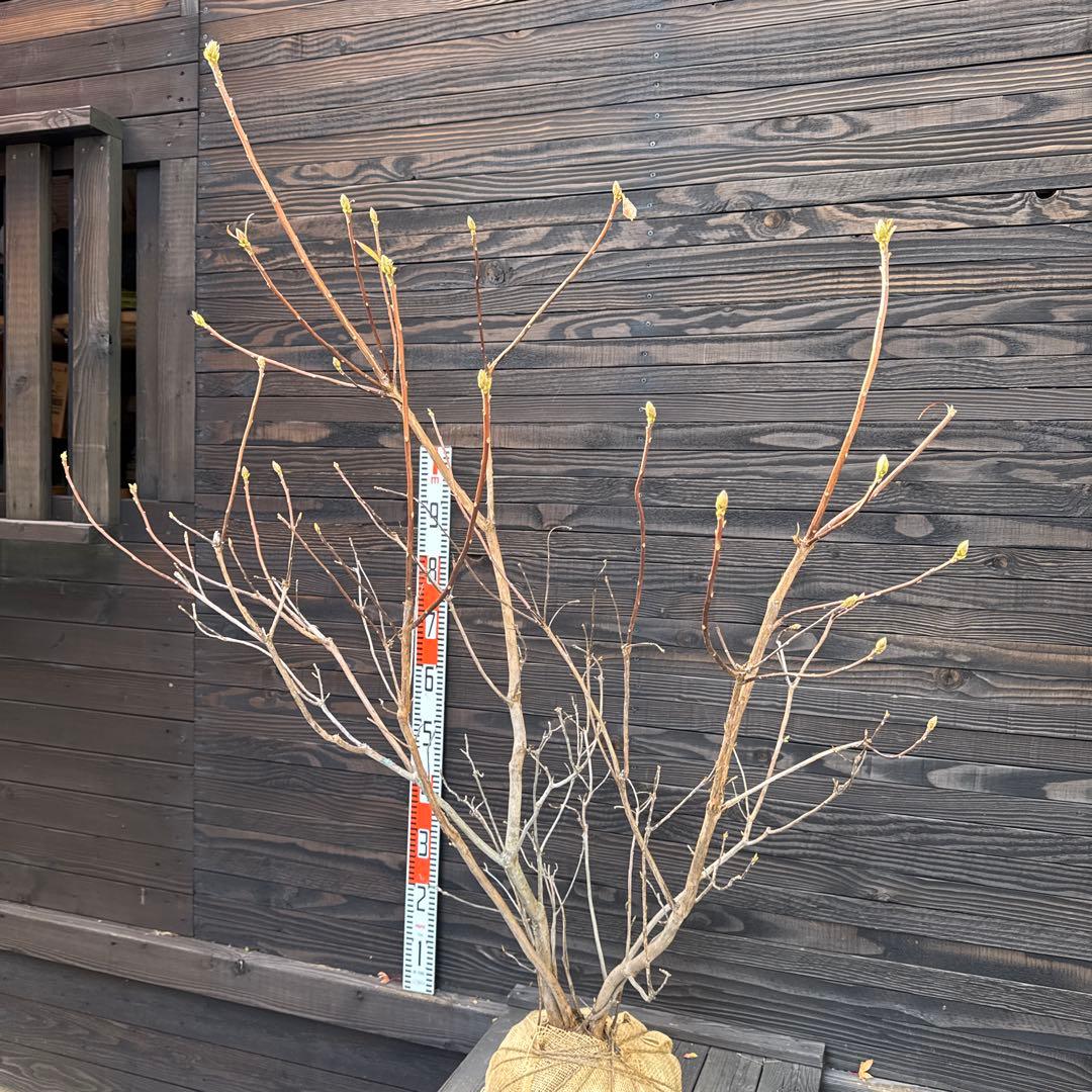 シナノツツジ/信濃ツツジ/銀河【現品発送】管理70810