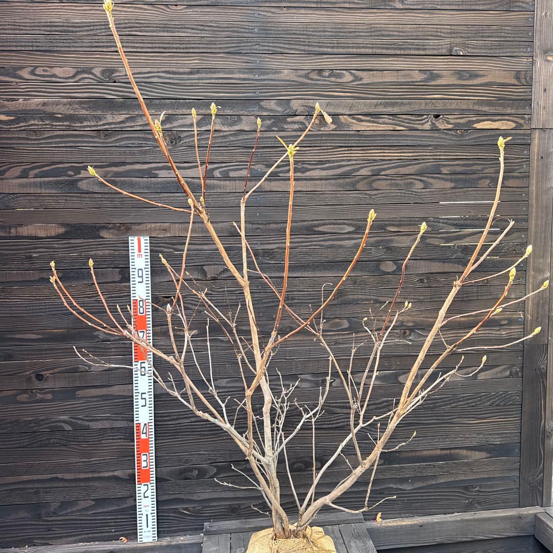 シナノツツジ/信濃ツツジ/銀河【現品発送】管理70810