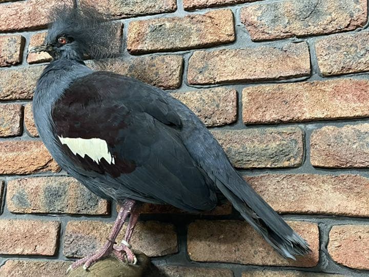 カンムリバトの剥製