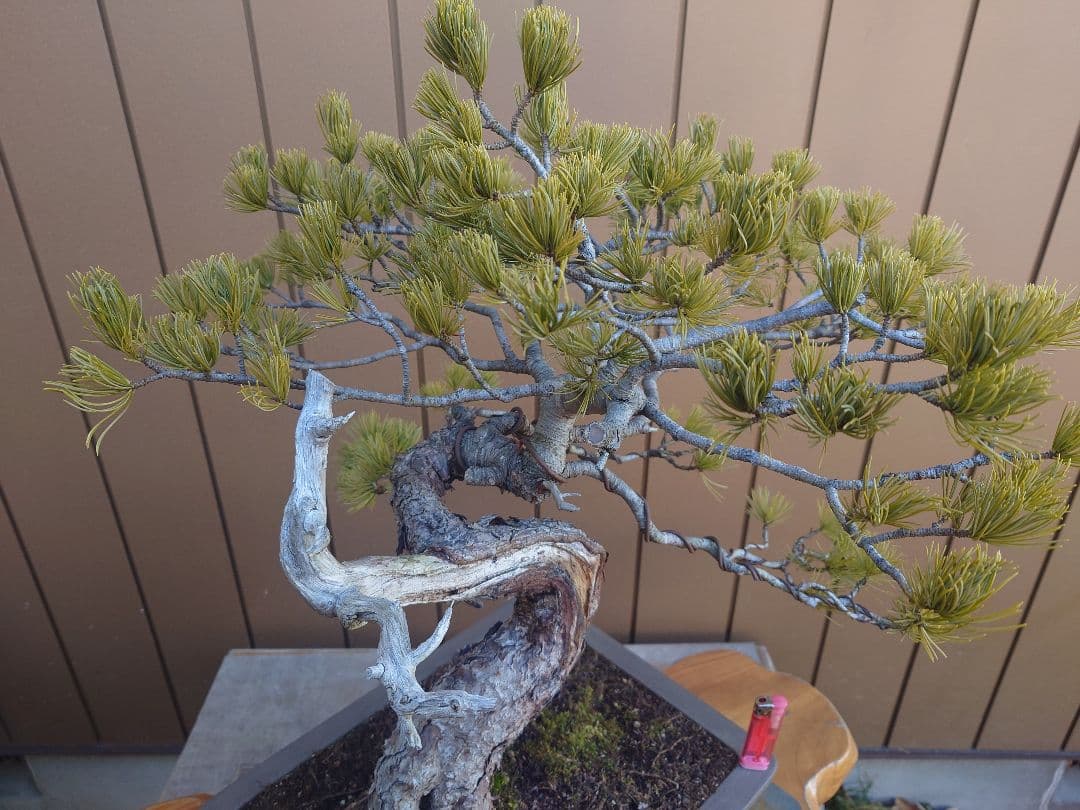 盆栽　五葉松　樹高55cm