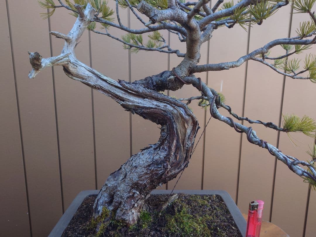 盆栽　五葉松　樹高55cm