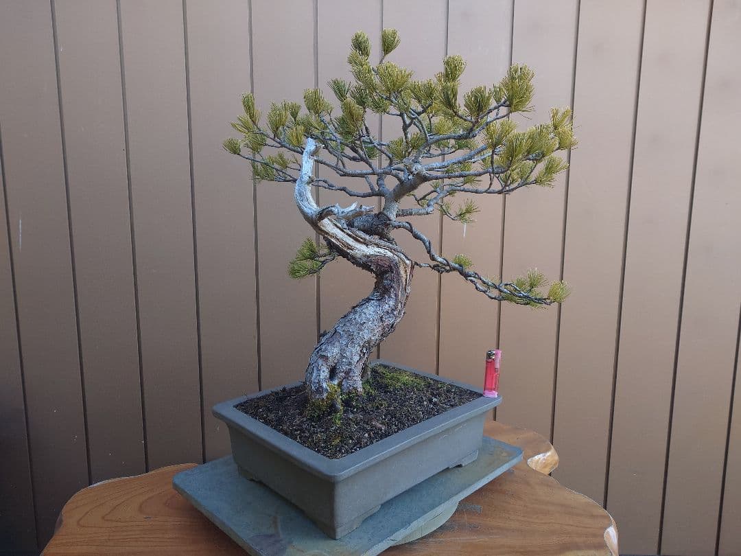 盆栽　五葉松　樹高55cm