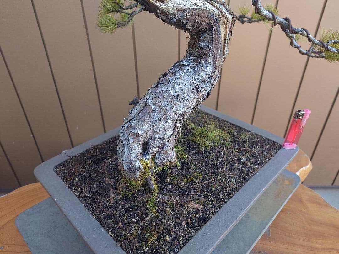 盆栽　五葉松　樹高55cm