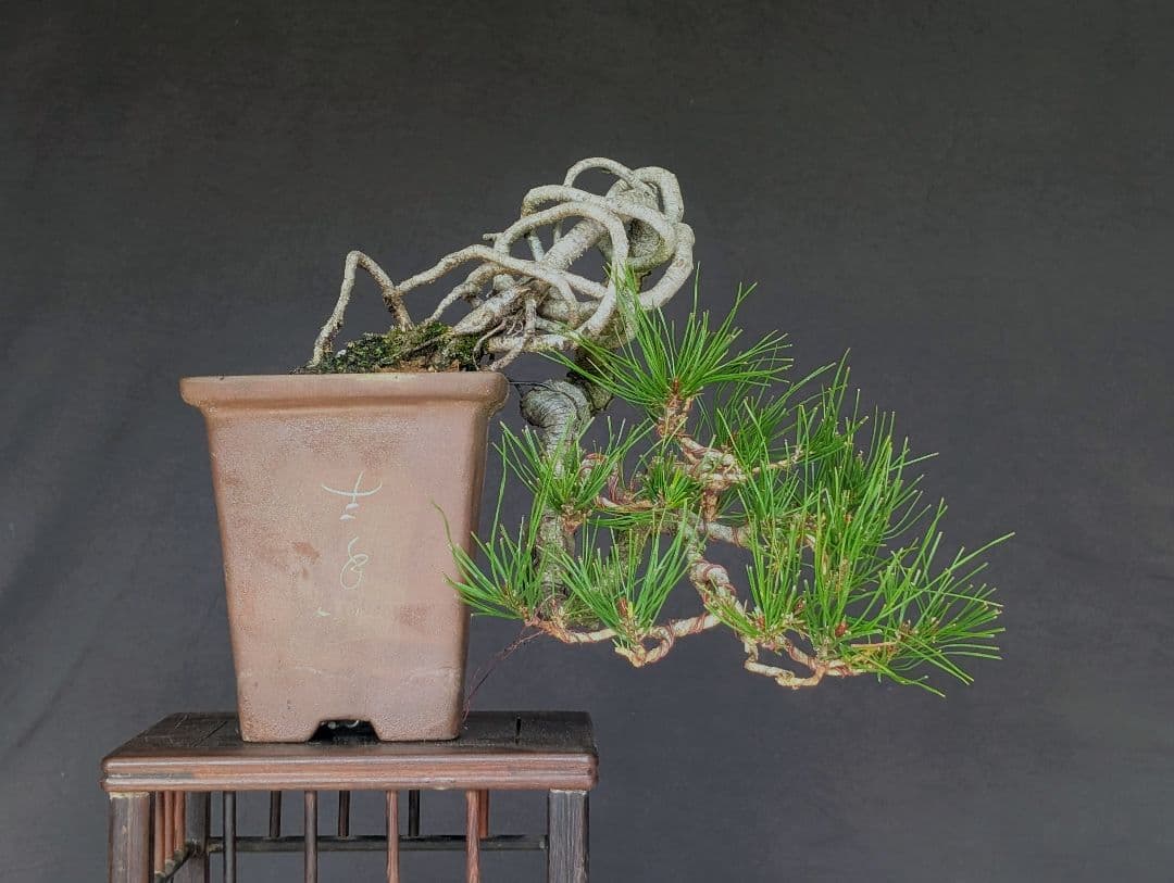 赤松 アカマツ　ミニ盆栽　 小品盆栽