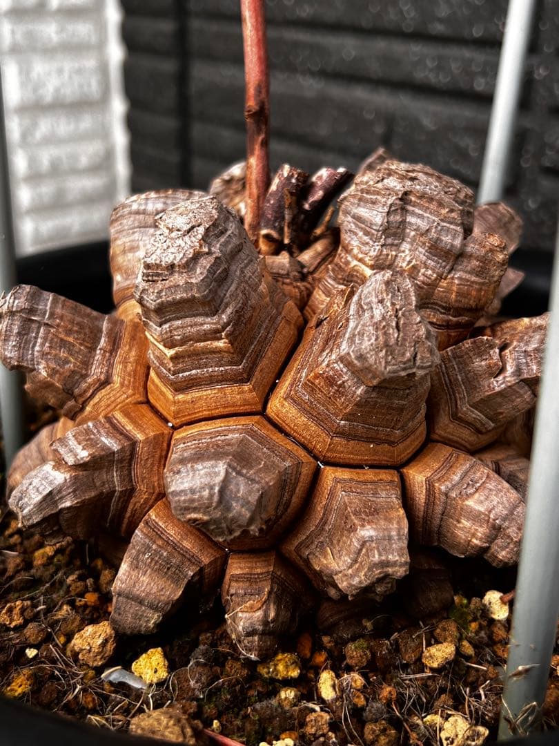 特大size 【亀甲竜】 1点もの 鉢のまま発送します