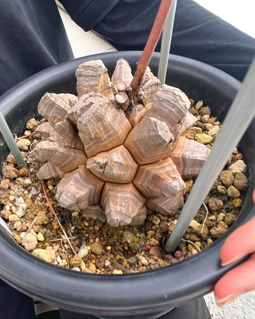 特大size 【亀甲竜】 1点もの 鉢のまま発送します