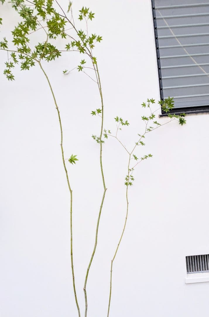 特価！清流の如く。山採りコハウチワカエデ。