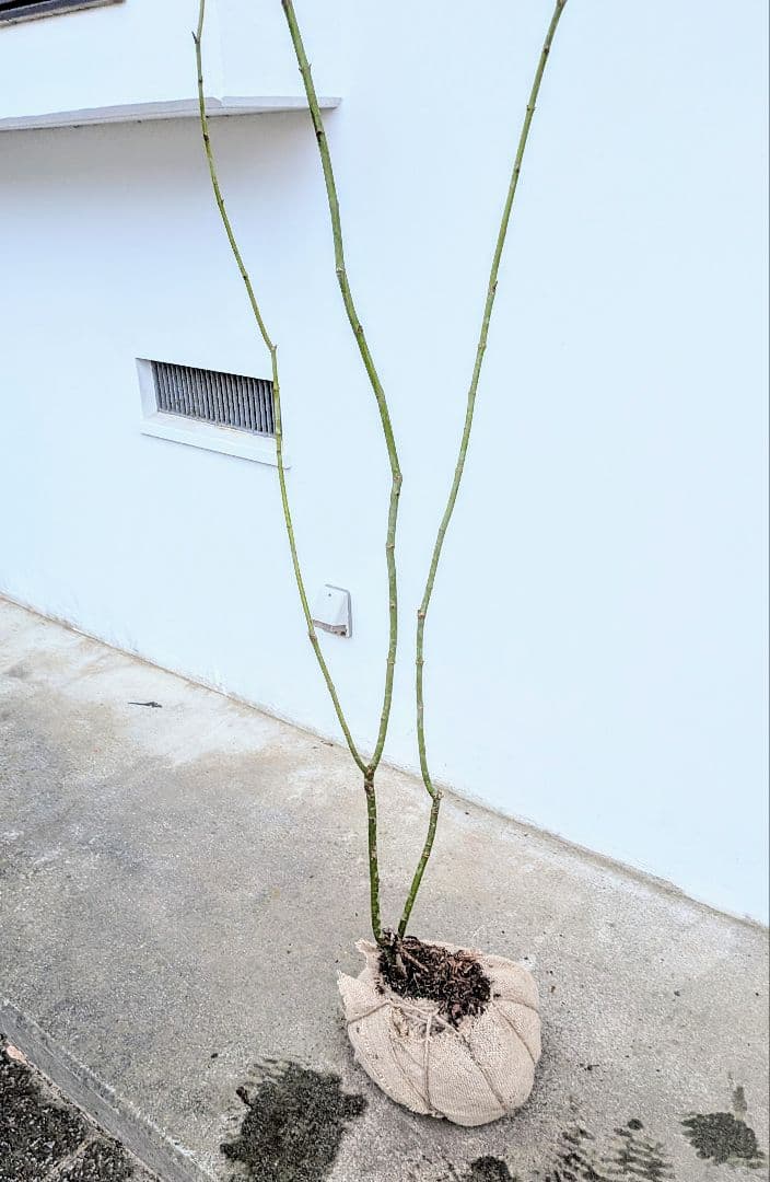 特価！清流の如く。山採りコハウチワカエデ。