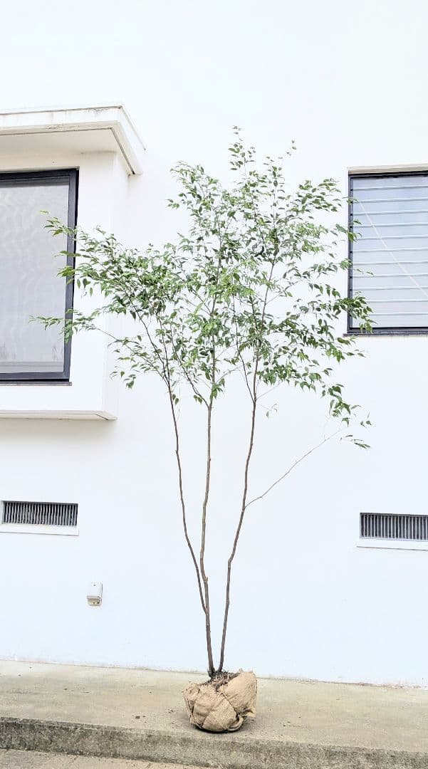 神々しく。山採りハイノキ。