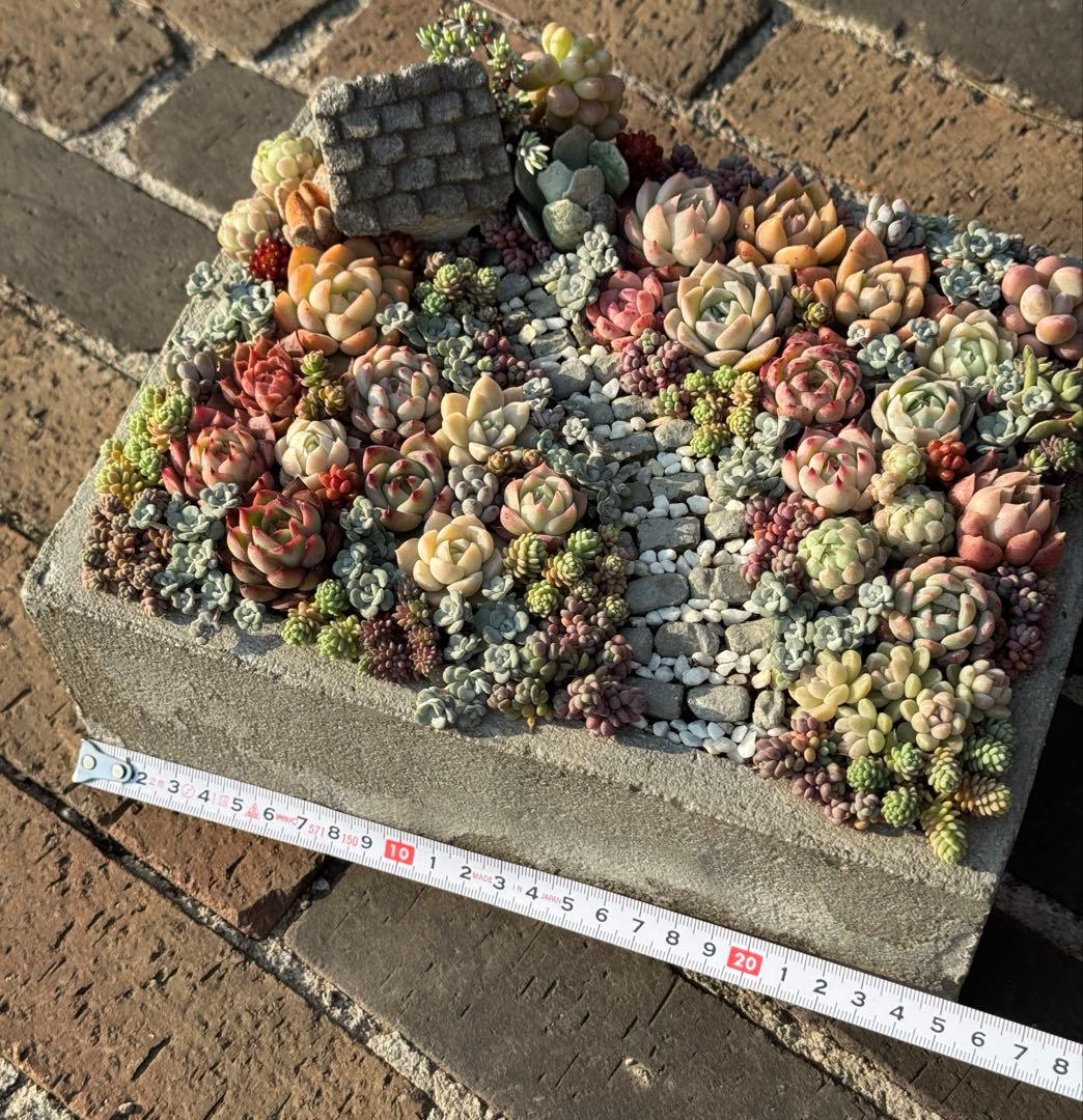 多肉植物　そのまま飾れる寄せ植え　箱庭