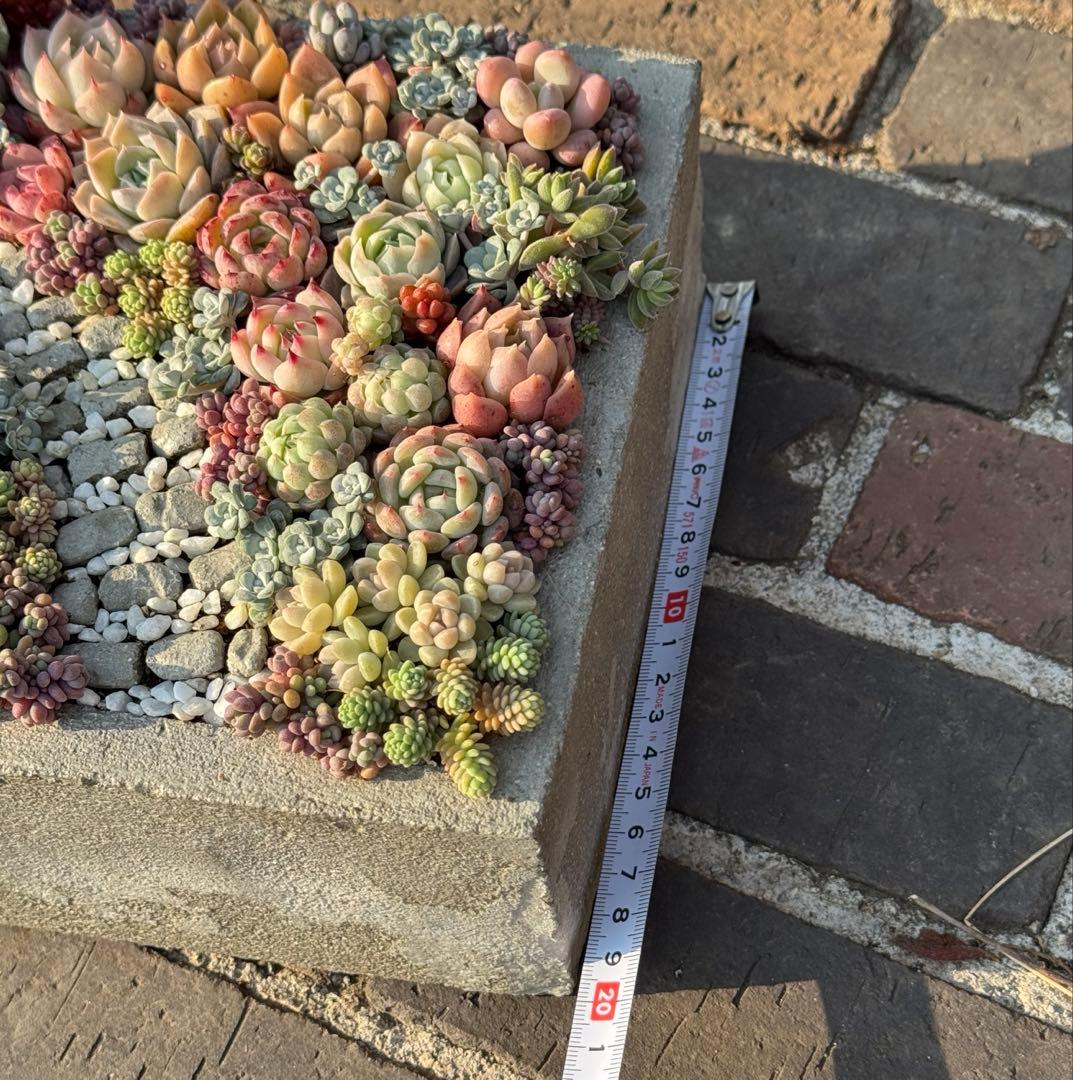 多肉植物　そのまま飾れる寄せ植え　箱庭