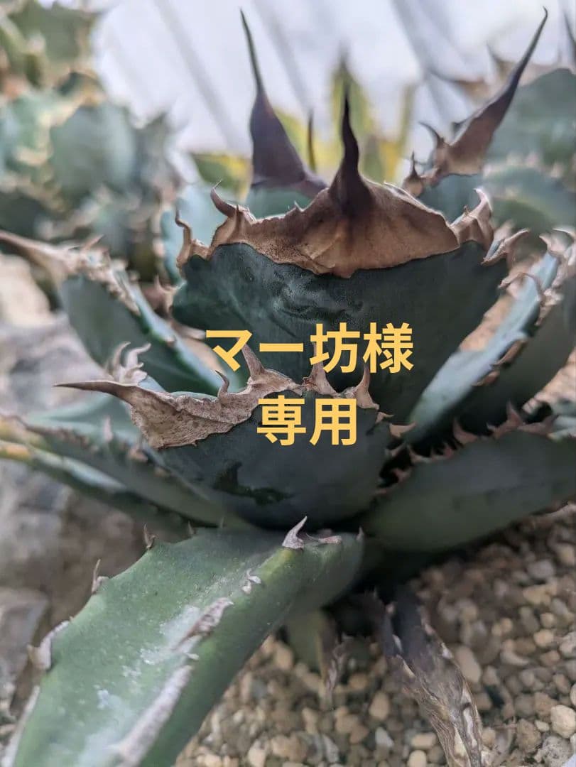 アガベ　オテロイ　極上　送料込み