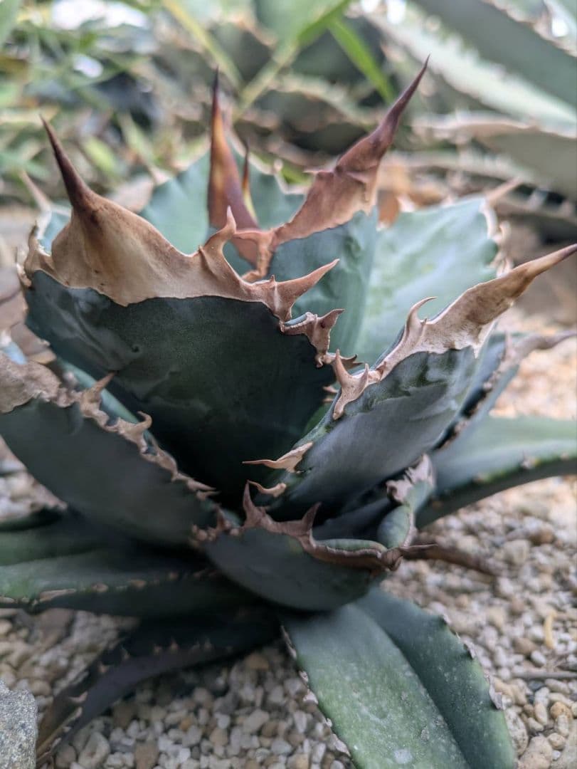 アガベ　オテロイ　極上　送料込み