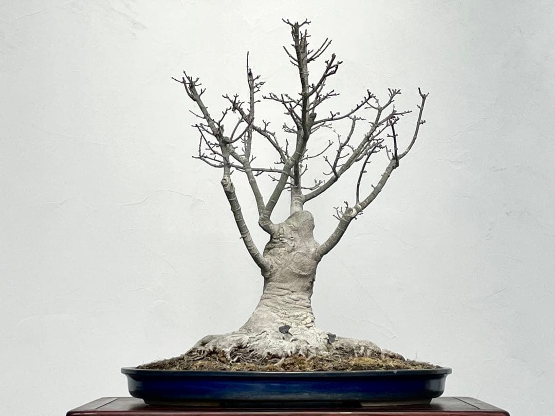 三河盆栽　獅子頭　モミジ　盆栽　根張り　古木　極太