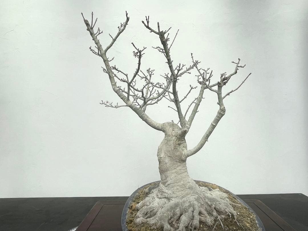 三河盆栽　獅子頭　モミジ　盆栽　根張り　古木　極太