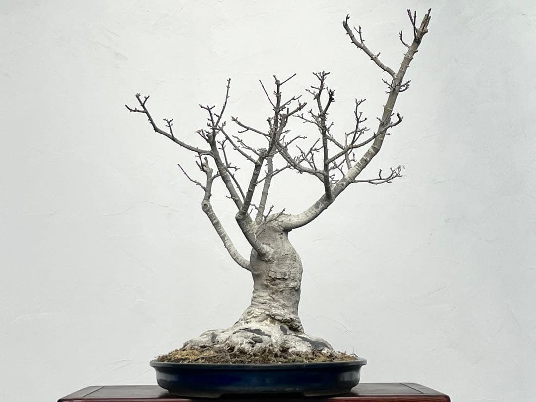 三河盆栽　獅子頭　モミジ　盆栽　根張り　古木　極太