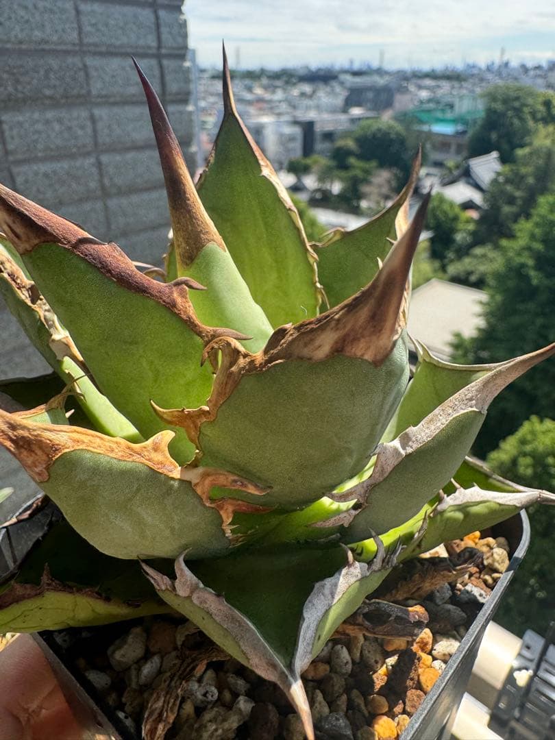 親株 写真現物 ライムグリーン系 アガベチタノタオテロイノーネーム