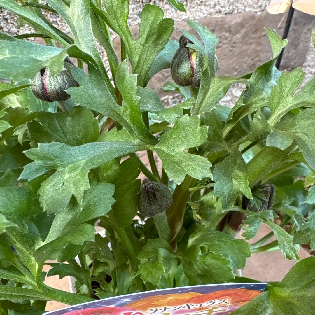 ラナンキュラス綾リッチ