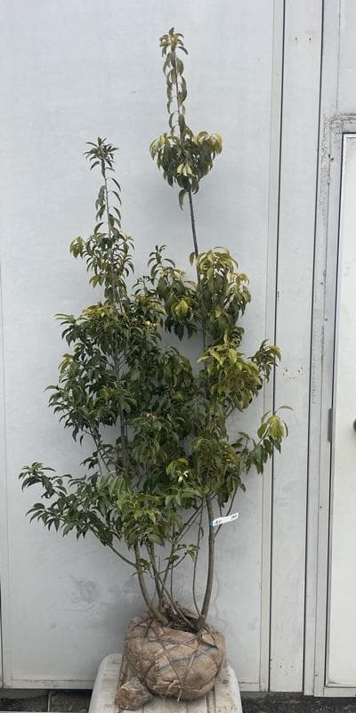 《現品》ソヨゴ　株立ち(雄雌株・オスメス株)　樹高1.8ｍ（根鉢含まず）587