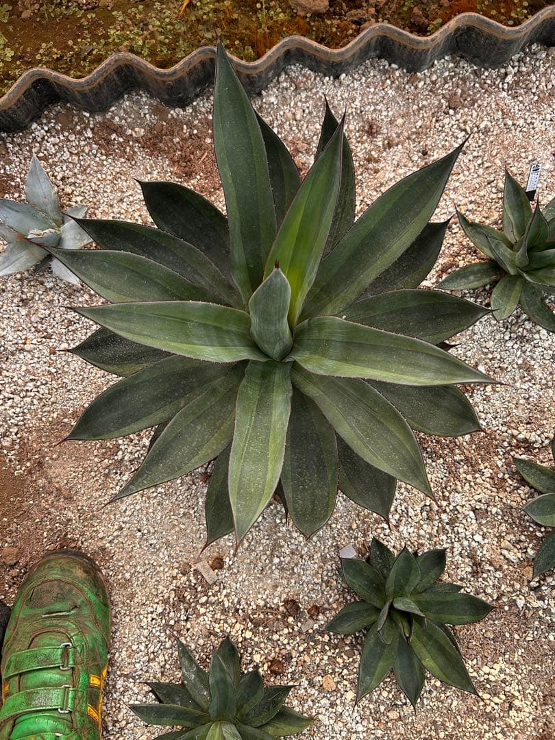【アガベ】大株　オブスキュラ　レッドスカイライン　直径50cm