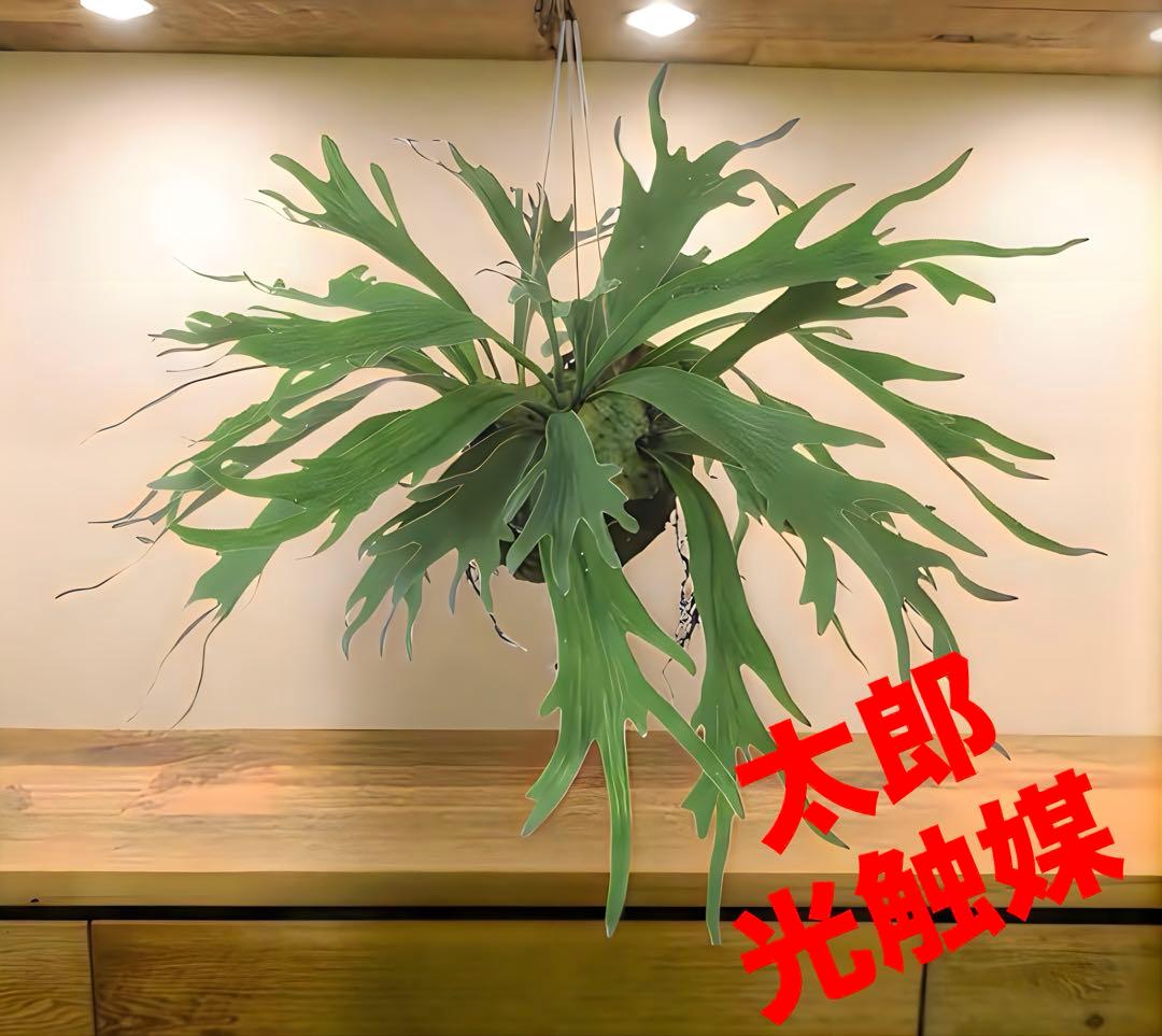 光触媒　人工観葉植物　ウォールグリーン　フェイクグリーン　コウモリランモスボール