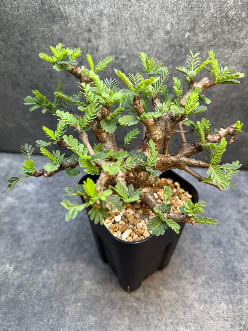 センナ メリディオナリス　海外実生　発根済　206