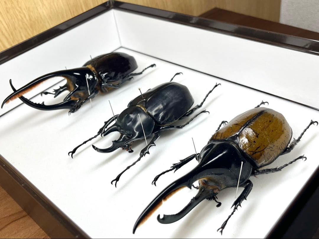 外国産カブト3種　標本　ネプチューン　リッキー　レックス（旧アクティオン）