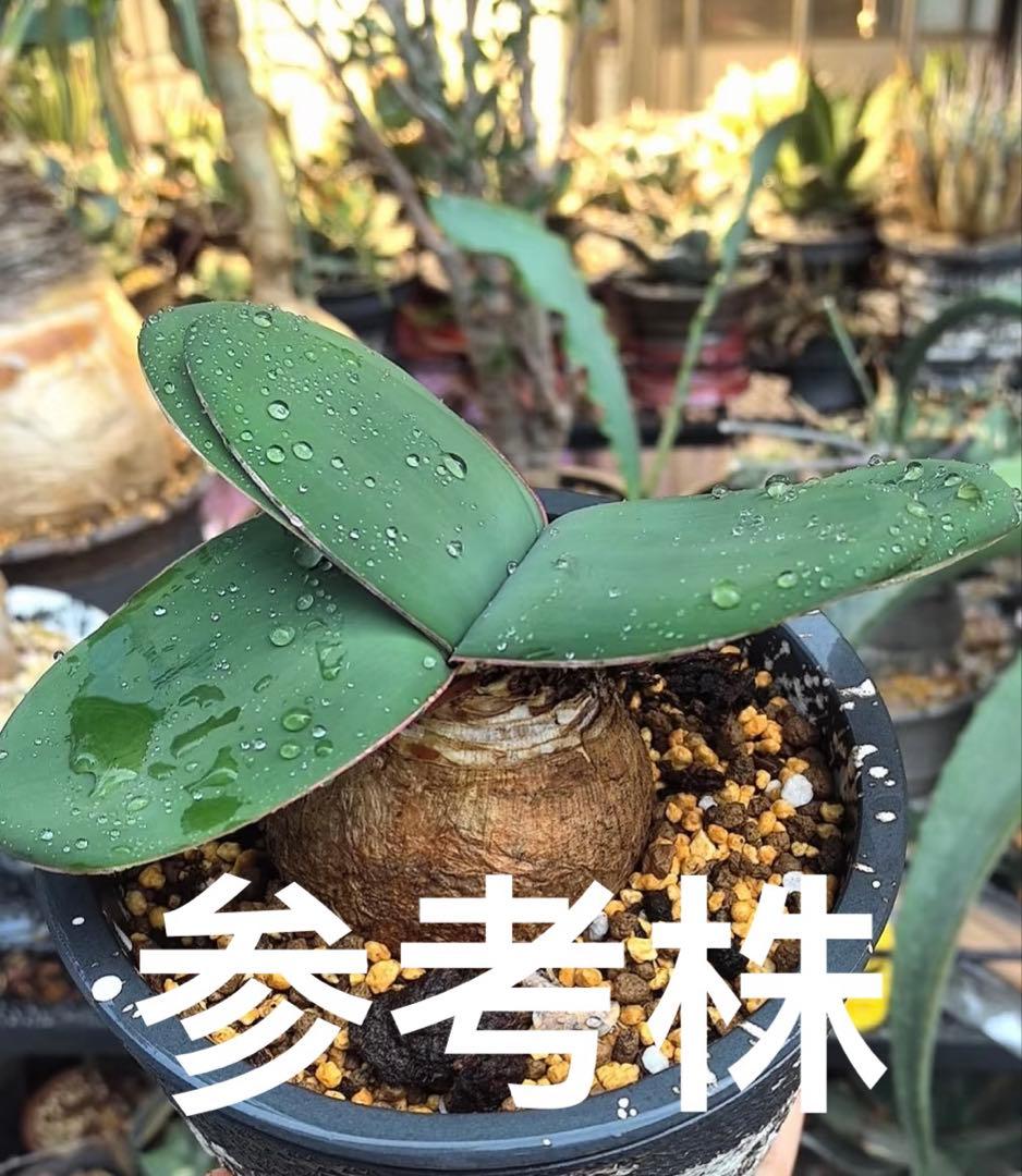その他多肉植物 Brunsvigia striata