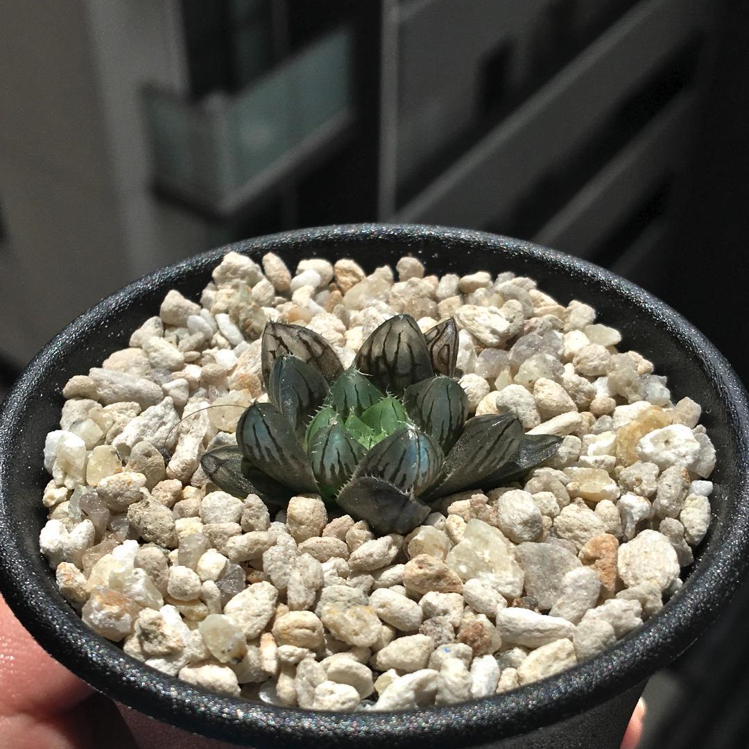 【期間限定出品】ハオルチア 「出藍」 H. 'Shutsuran'　多肉植物