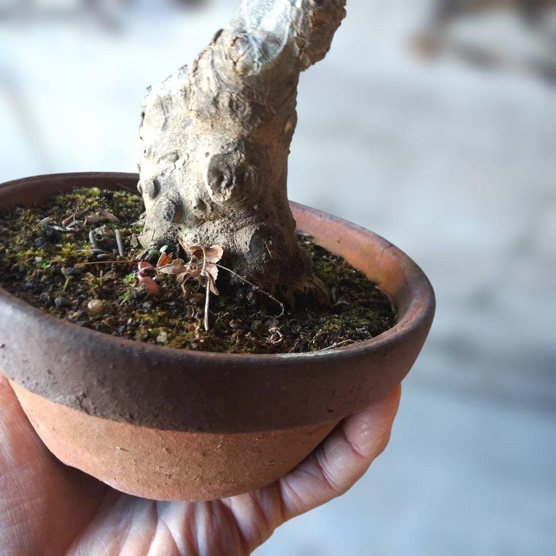 ミニ盆栽、盆栽、植木、植物、雑木、山野草、盆栽鉢